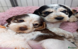 Cocker Spaniel dogs for sale: Stunning Show cocker spaniel puppies Health tested - Image 5