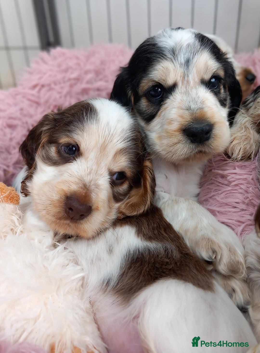 Cocker Spaniel dogs for sale: Stunning Show cocker spaniel puppies Health tested - Image 5