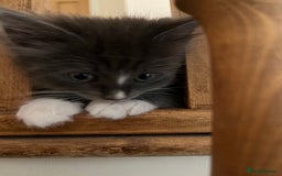 Mixed Breed cats for sale: 4 beautiful kittens for sale  - Image 5