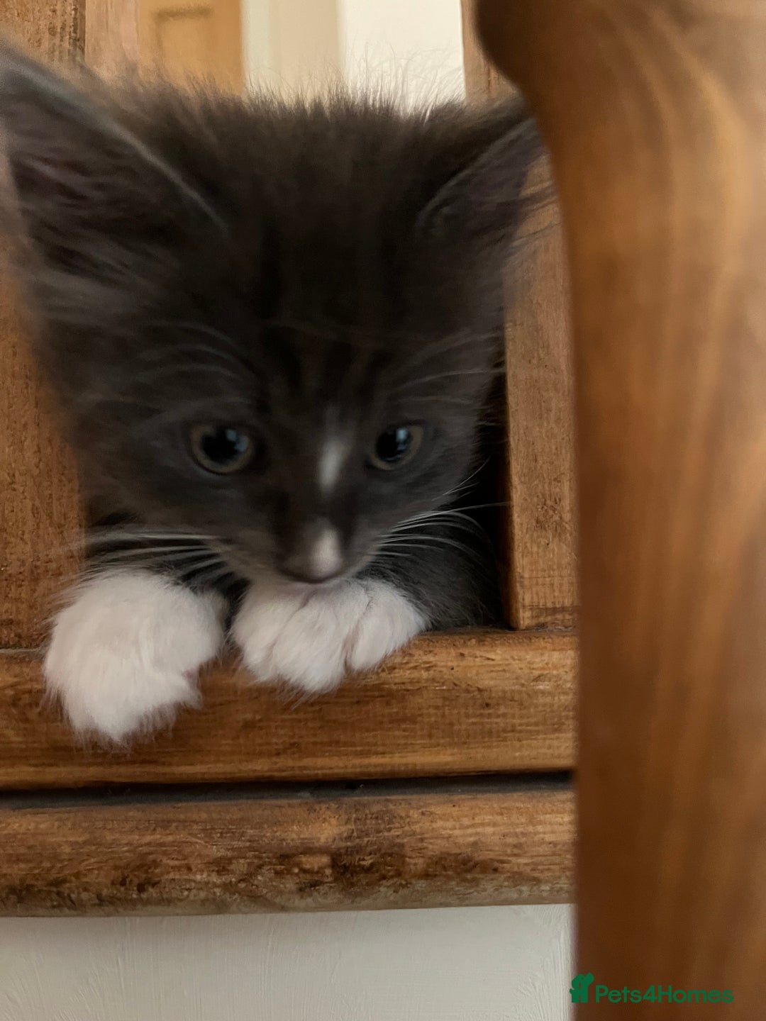 Mixed Breed cats for sale: 4 beautiful kittens for sale  - Image 5