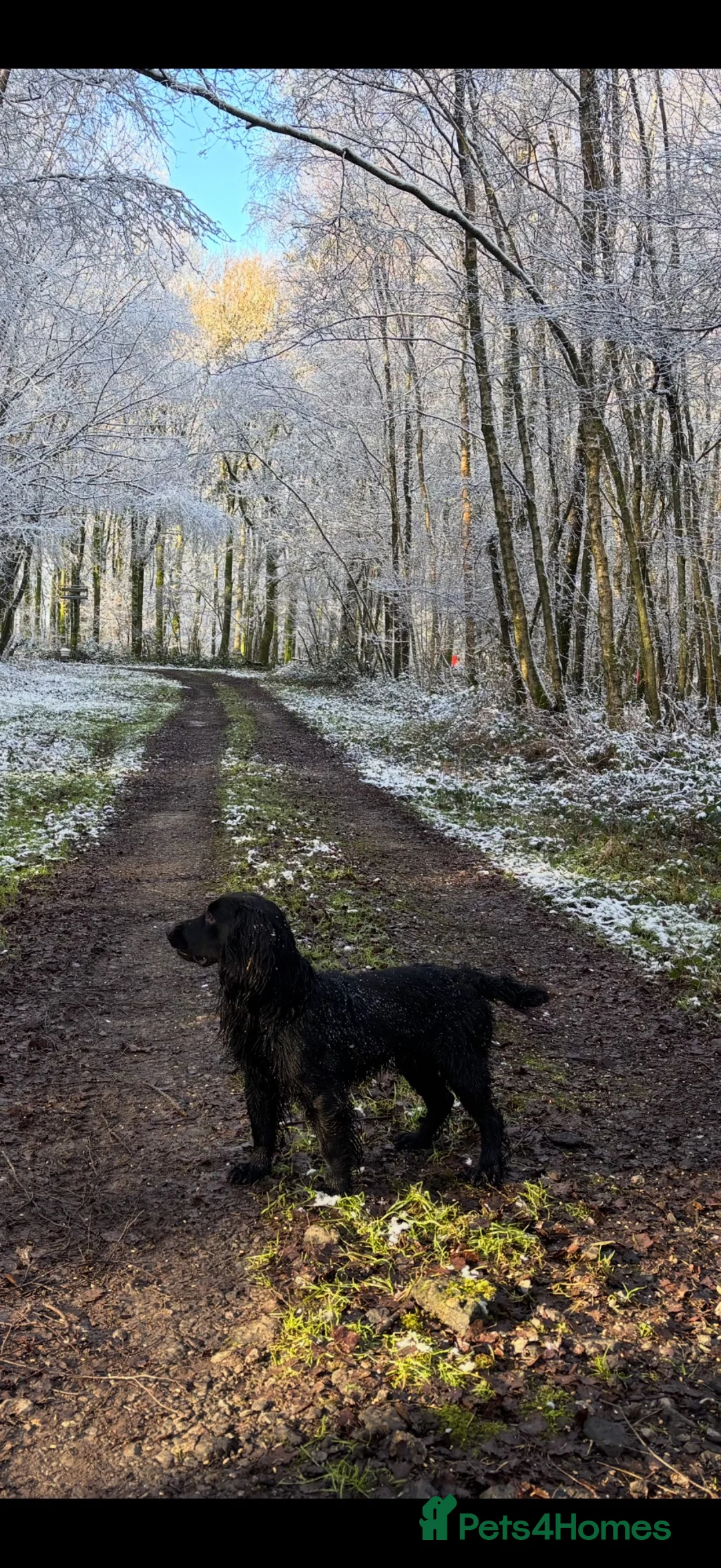 Cocker Spaniel dogs for stud: Black Cocker Spaniel Stud  in Basingstoke - Advert 3