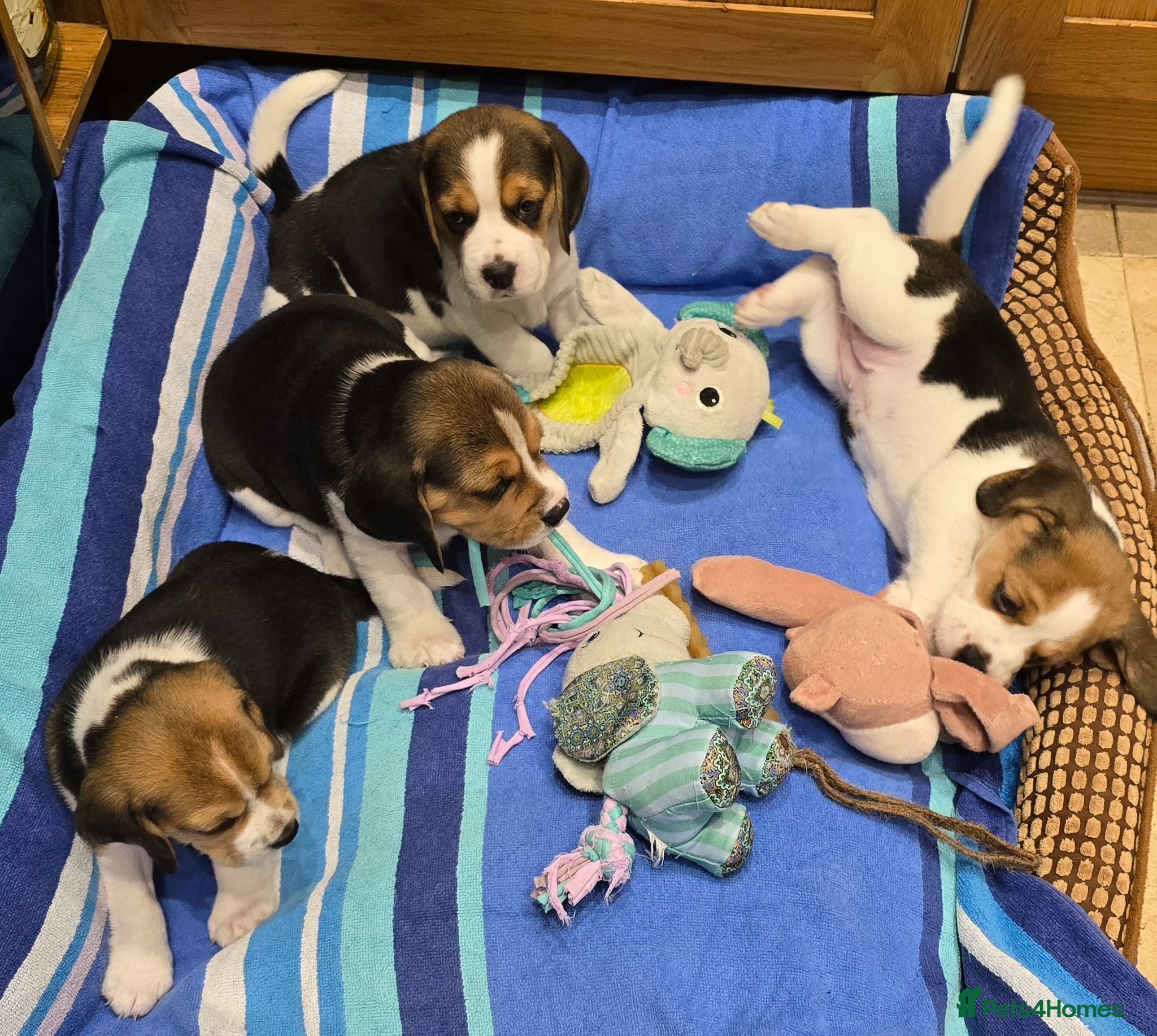 Beagle dogs Gorgeous KC reg puppies - Advert 2