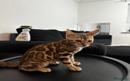Bengal cats for sale: Bengal kitten for sale  - Image 1