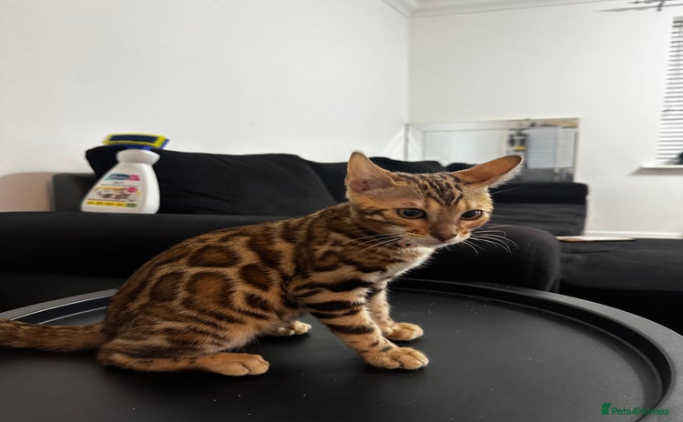 Bengal cats - Advert 1