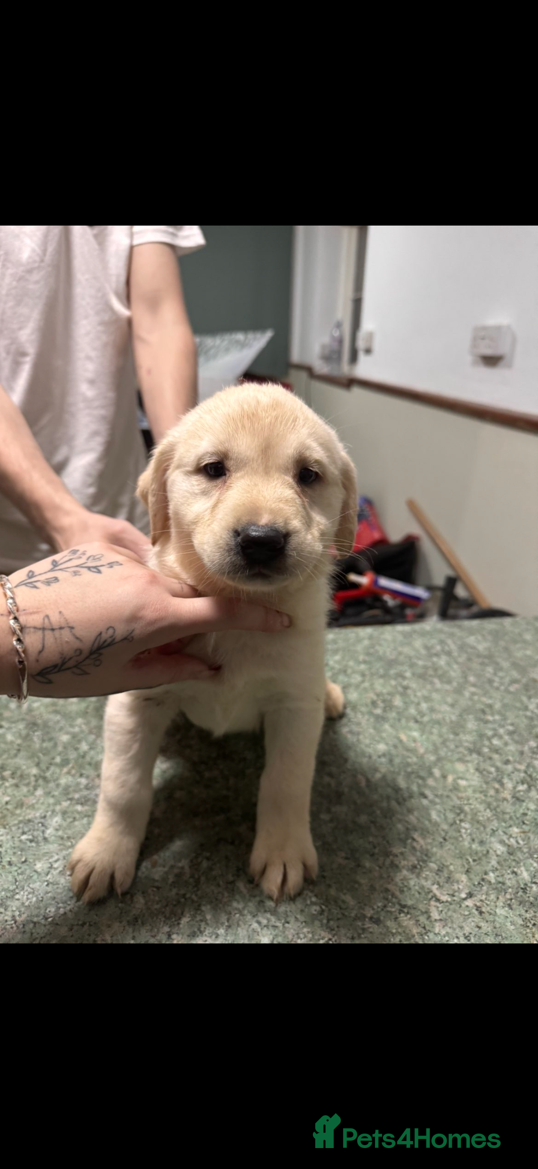 Mixed Breed dogs for sale: Shepsky x Labrador  - Advert 16