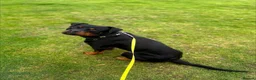 Rottweiler dogs for sale: 2 year old Rottweiler  - Advert 2
