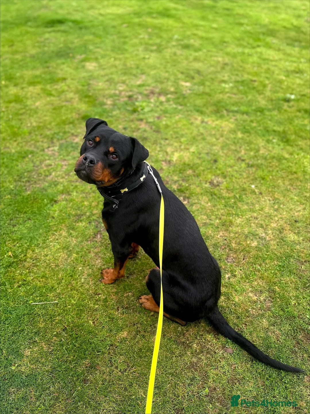 Rottweiler dogs for sale: 2 year old Rottweiler  - Advert 2