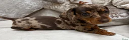 Miniature Dachshund dogs for sale: Miniature Dachshund puppies for sale - Advert 16