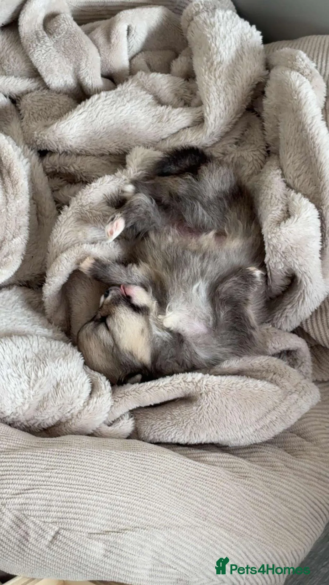 Pomchi dogs for sale: Beautiful Pomchi Female - Advert 5