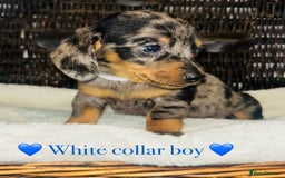 Miniature Dachshund dogs for sale: 🐶 Stunning Miniature Daschund Puppies 🐶 - Image 8