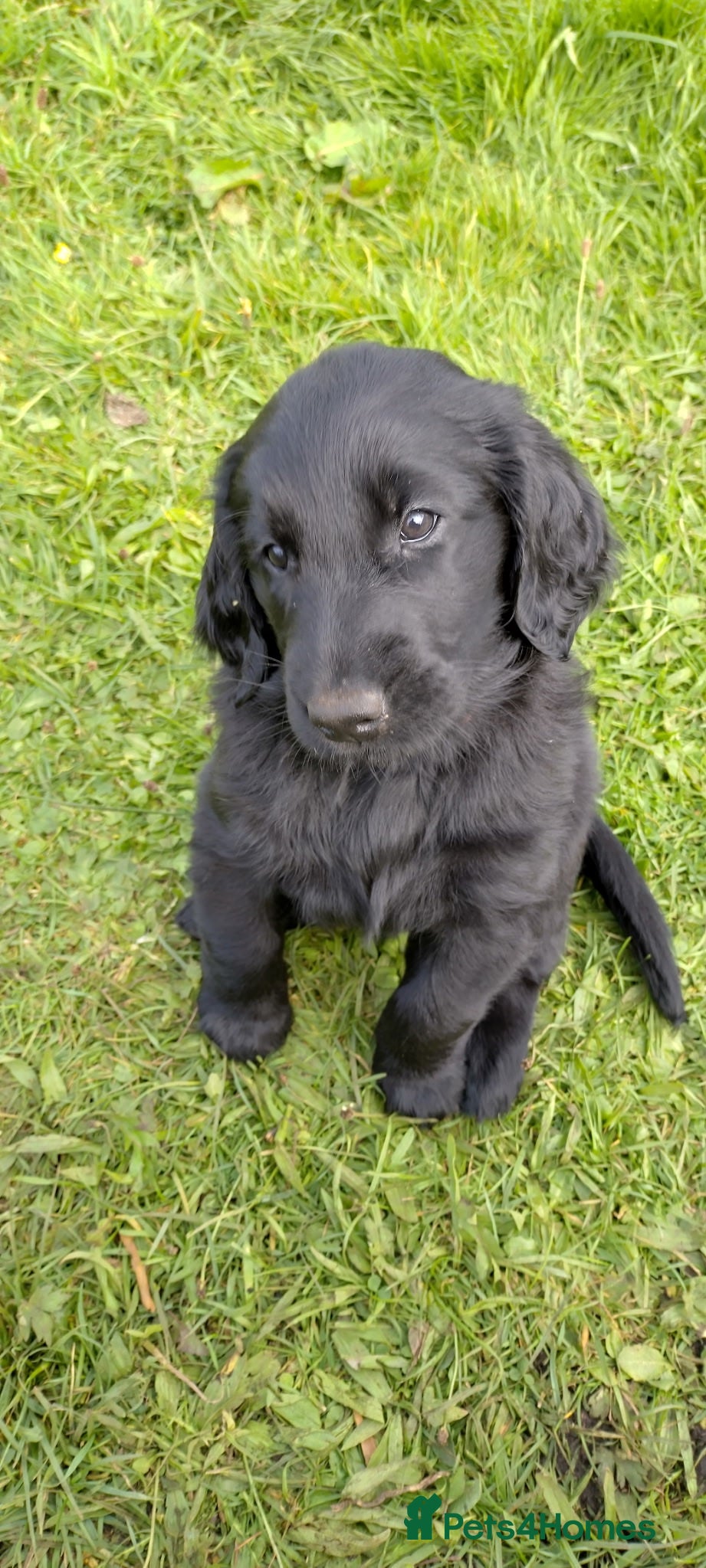 Flat coated Retriever dogs KC Registered Flatcoated Retriever Puppies - Advert 4