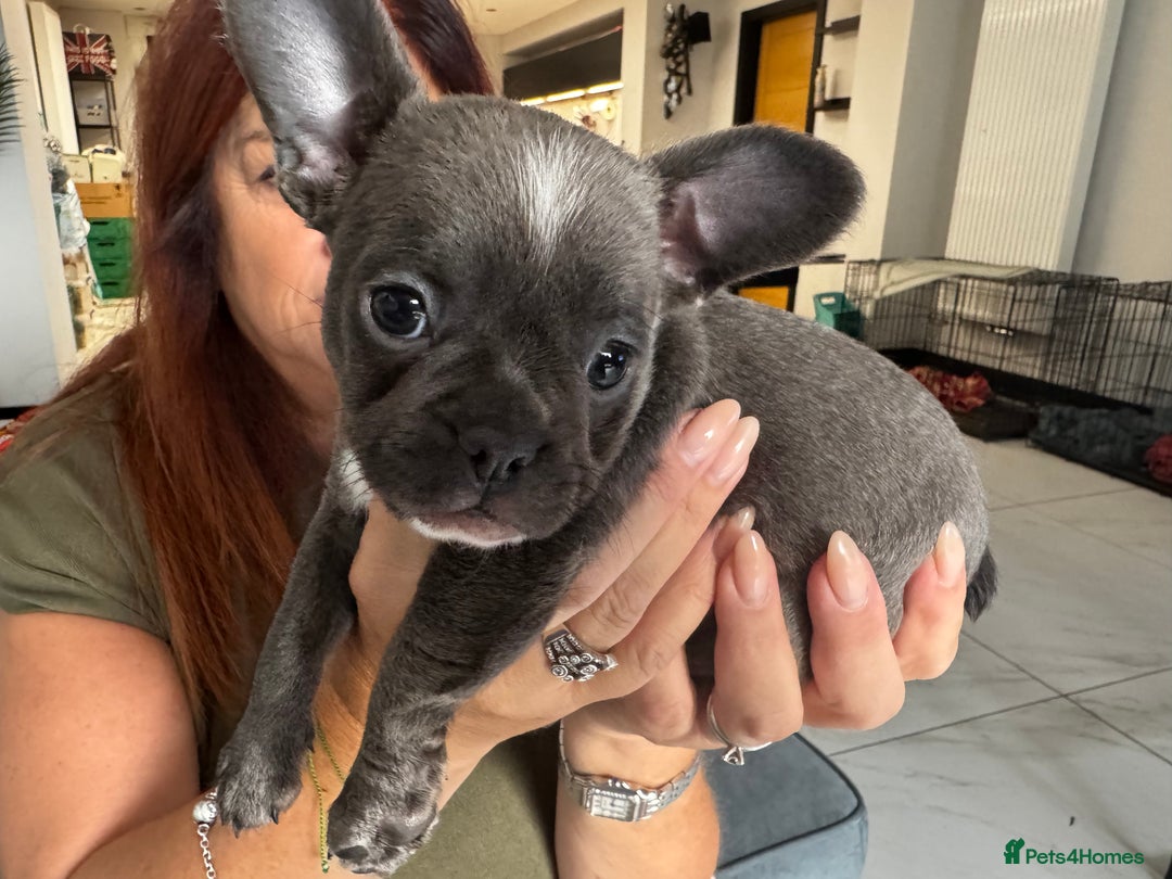 Mixed Breed dogs for sale: Cockapoo x French Bulldog - Image 6