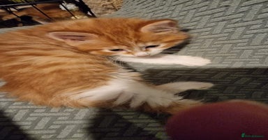 Mixed Breed cats  Kittens for Sale  - Advert 8