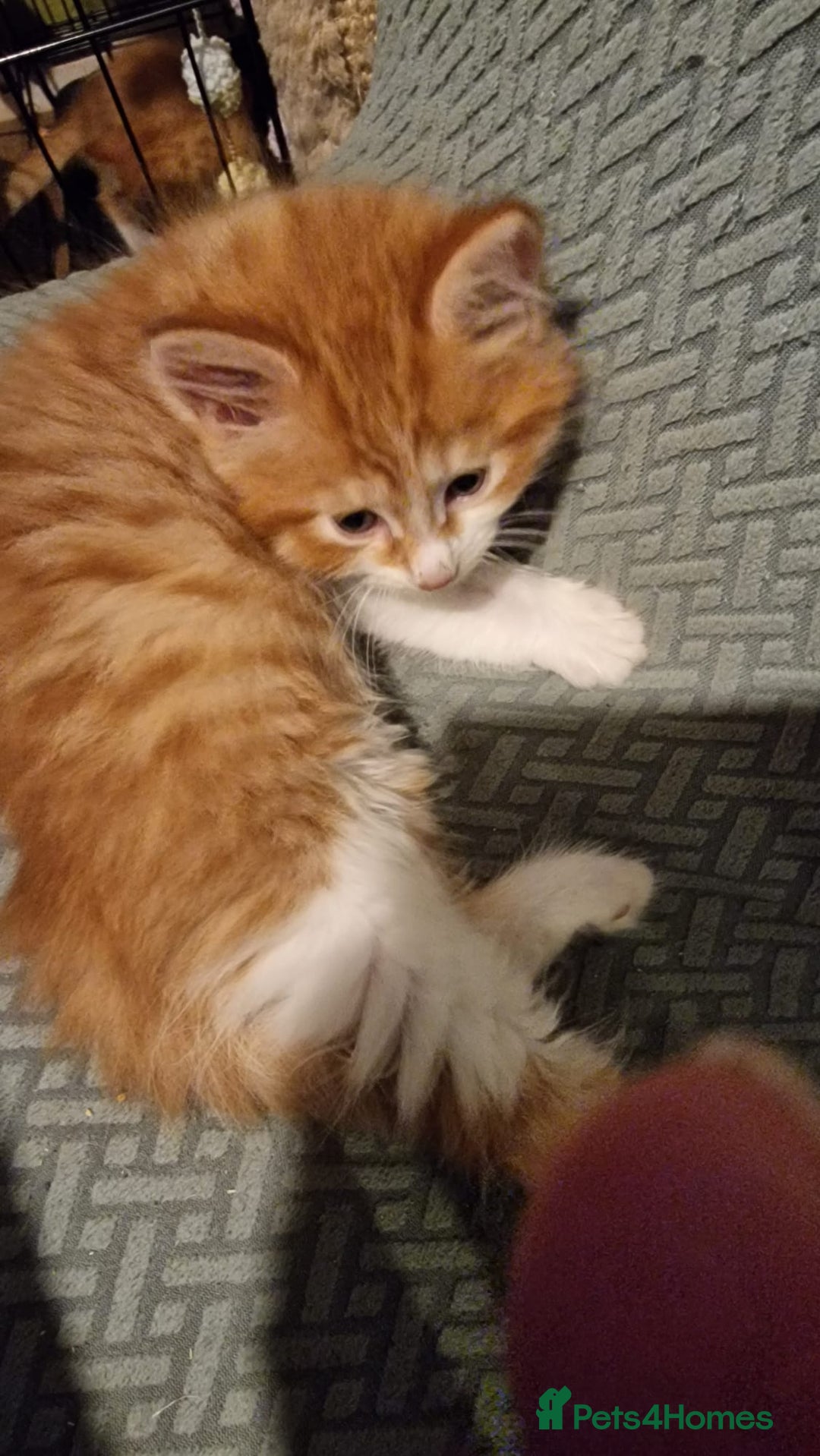 Mixed Breed cats for sale:  Kittens for Sale  - Advert 3