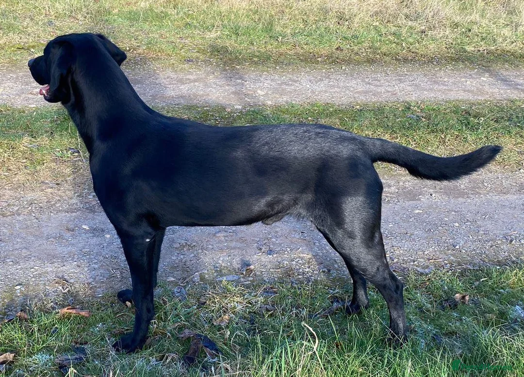 Labrador Retriever dogs for stud: 1 Black, 1 Yellow KC Registered Labradors at Stud - Advert 2