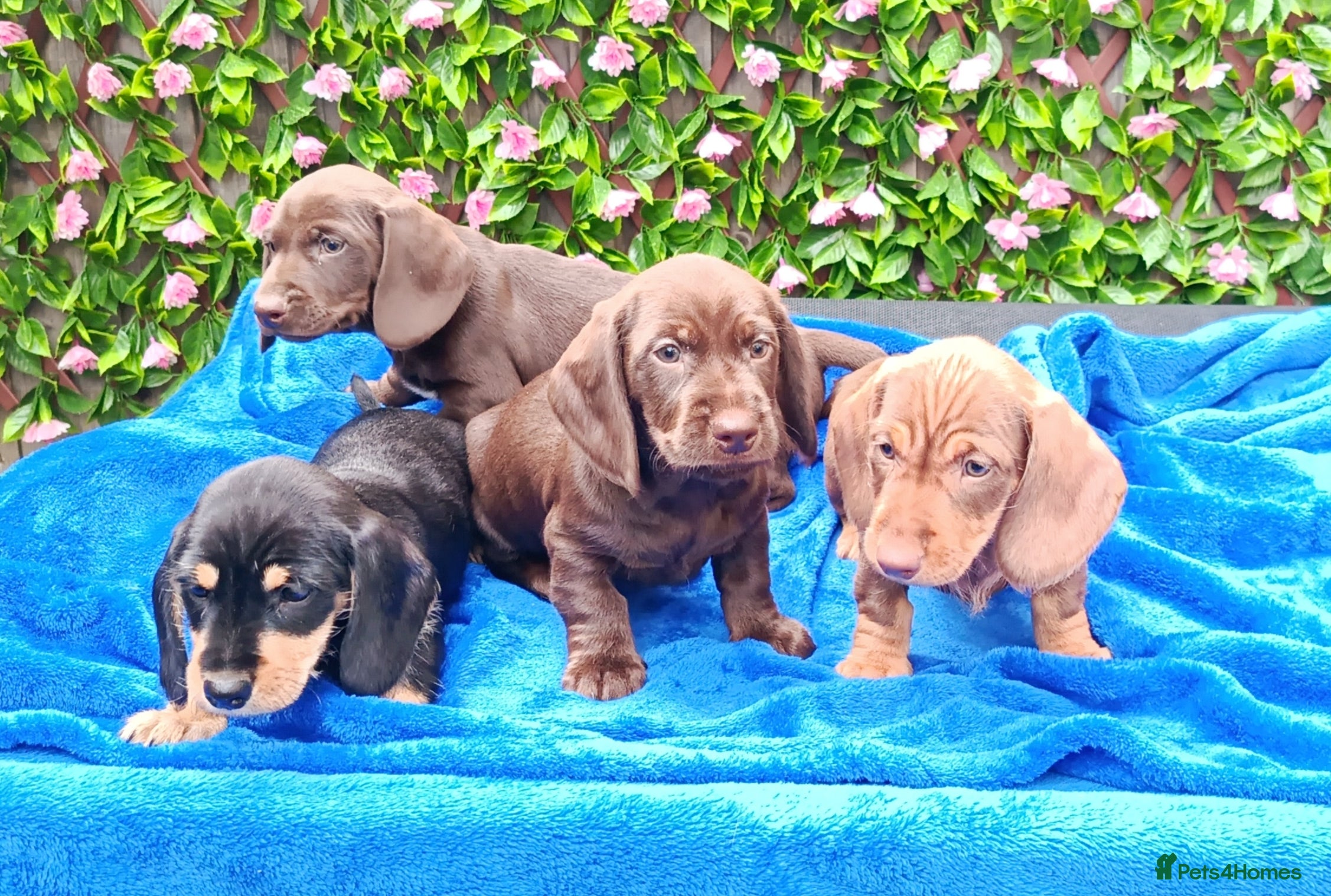 Dachshund dogs MINI WIRE DAXI KC REG LAFORA CLEAR - Advert 2