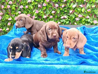 Dachshund dogs MINI WIRE DAXI KC REG LAFORA CLEAR - Advert 2