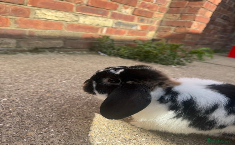 French Lop rabbits - Advert 1