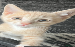 Mixed Breed cats for sale: 2 kittens left ready now! - Image 1