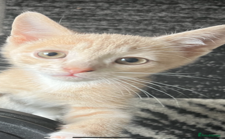 Mixed Breed cats - Advert 2