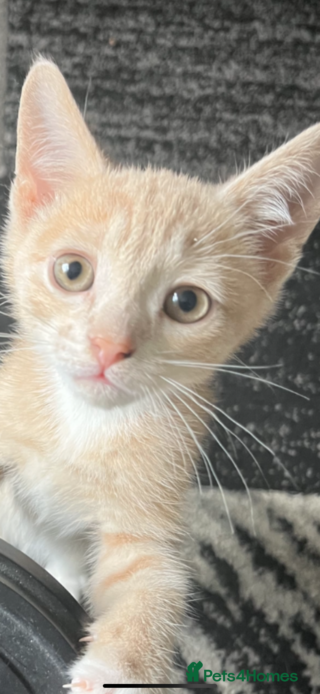 Mixed Breed cats for sale: 2 kittens left ready now! - Image 1
