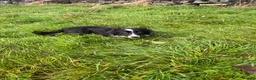 Border Collie dogs for sale: Border collie  - Advert 7