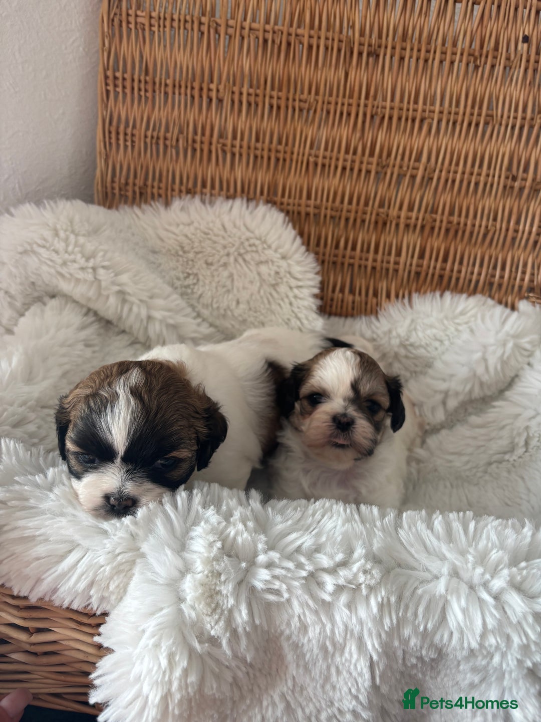 Shih Tzu dogs for sale: Shih Tzu puppies  - Image 2