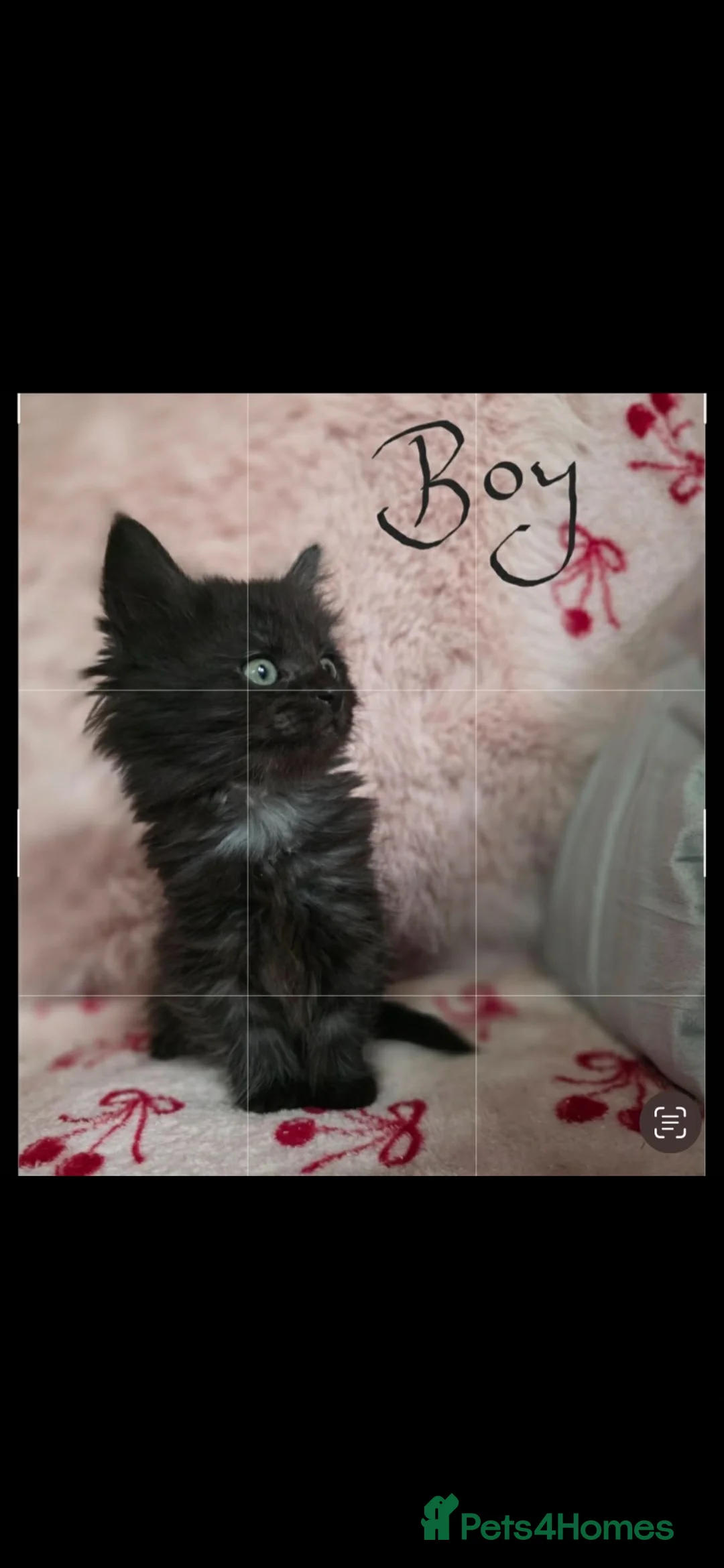 Mixed Breed cats for sale: Male Maine coin mix  in Belper - Advert 2