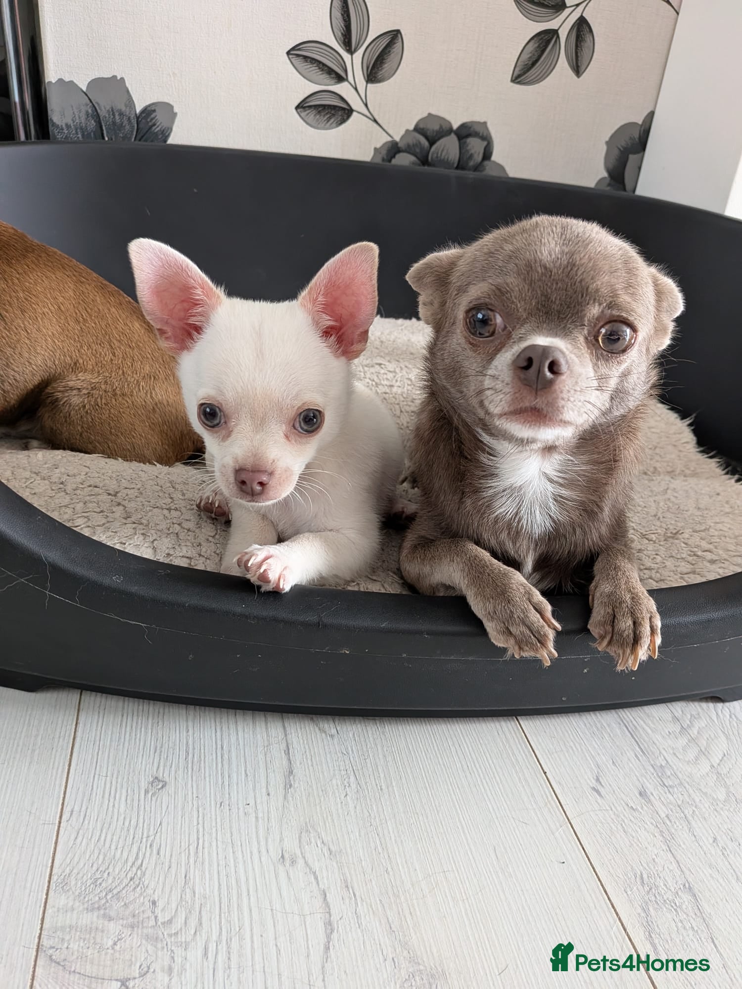 Chihuahua dogs White boy chihuahua  - Advert 2