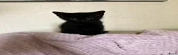 Domestic Shorthair cats for sale: Three kittens for sale  in Heywood - Advert 3