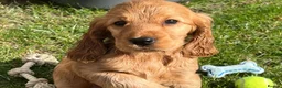 Cocker Spaniel dogs for sale: Beautiful English show Coker Spaniel Pups  in Newry - Advert 6
