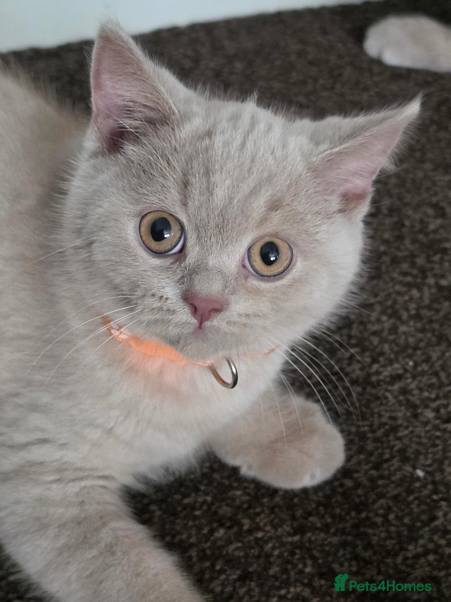 British Shorthair cats Exceptional Rare Fawn, British short hair  - Advert 1