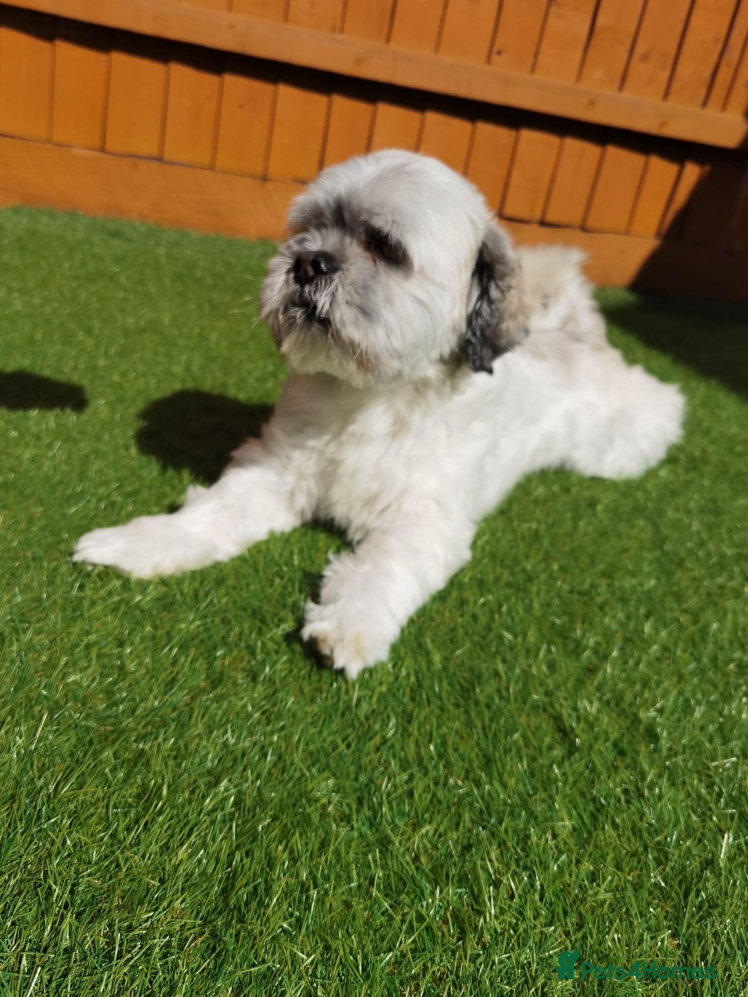 Lhasa Apso dogs  Krystian Faron  - Advert 1