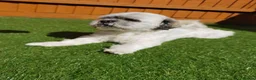 Lhasa Apso dogs for stud:  Krystian Faron  in Peterborough - Advert 1