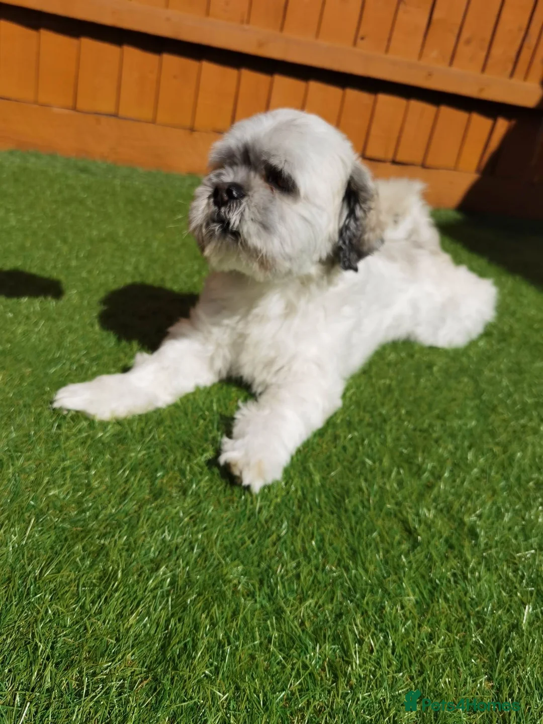Lhasa Apso dogs for stud:  Krystian Faron  in Peterborough - Advert 1
