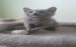 Russian Blue cats for sale: TICA 5* Pedigree Russian Blue Kittens - Image 4