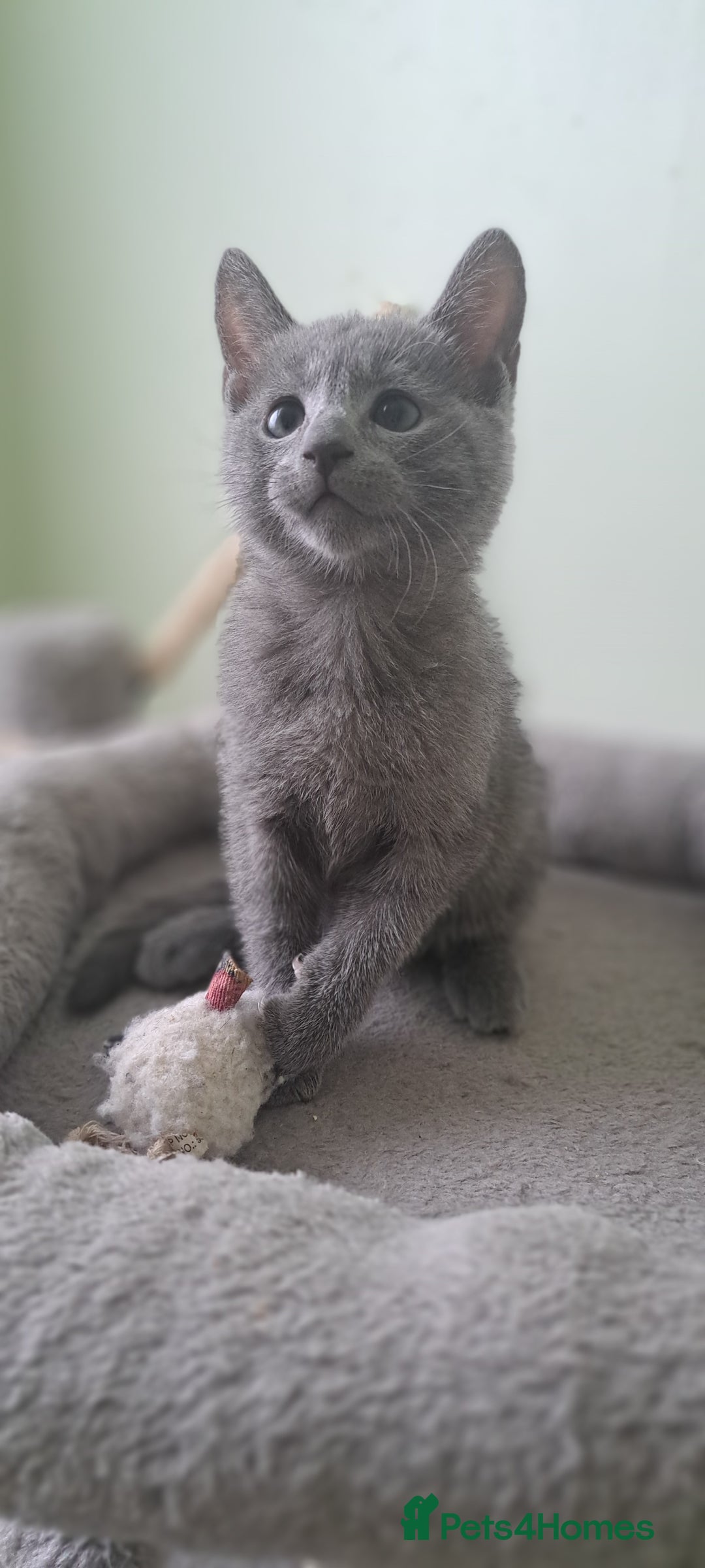 Russian Blue cats for sale: TICA 5* Pedigree Russian Blue Kittens - Image 4