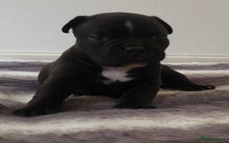 American Bully dogs for sale: 3 female pocket bully's available  - Image 9