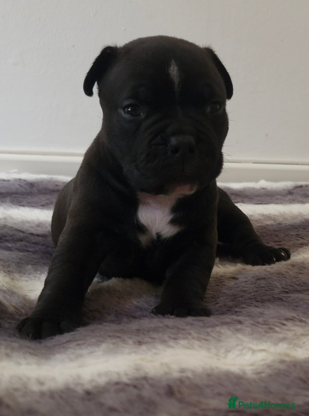 American Bully dogs for sale: 3 female pocket bully's available  - Image 9