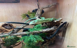 Monitor reptiles for sale: Green tree monitor  - Image 4