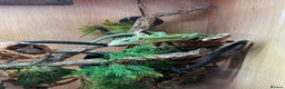 Monitor reptiles for sale: Green tree monitor  - Advert 4