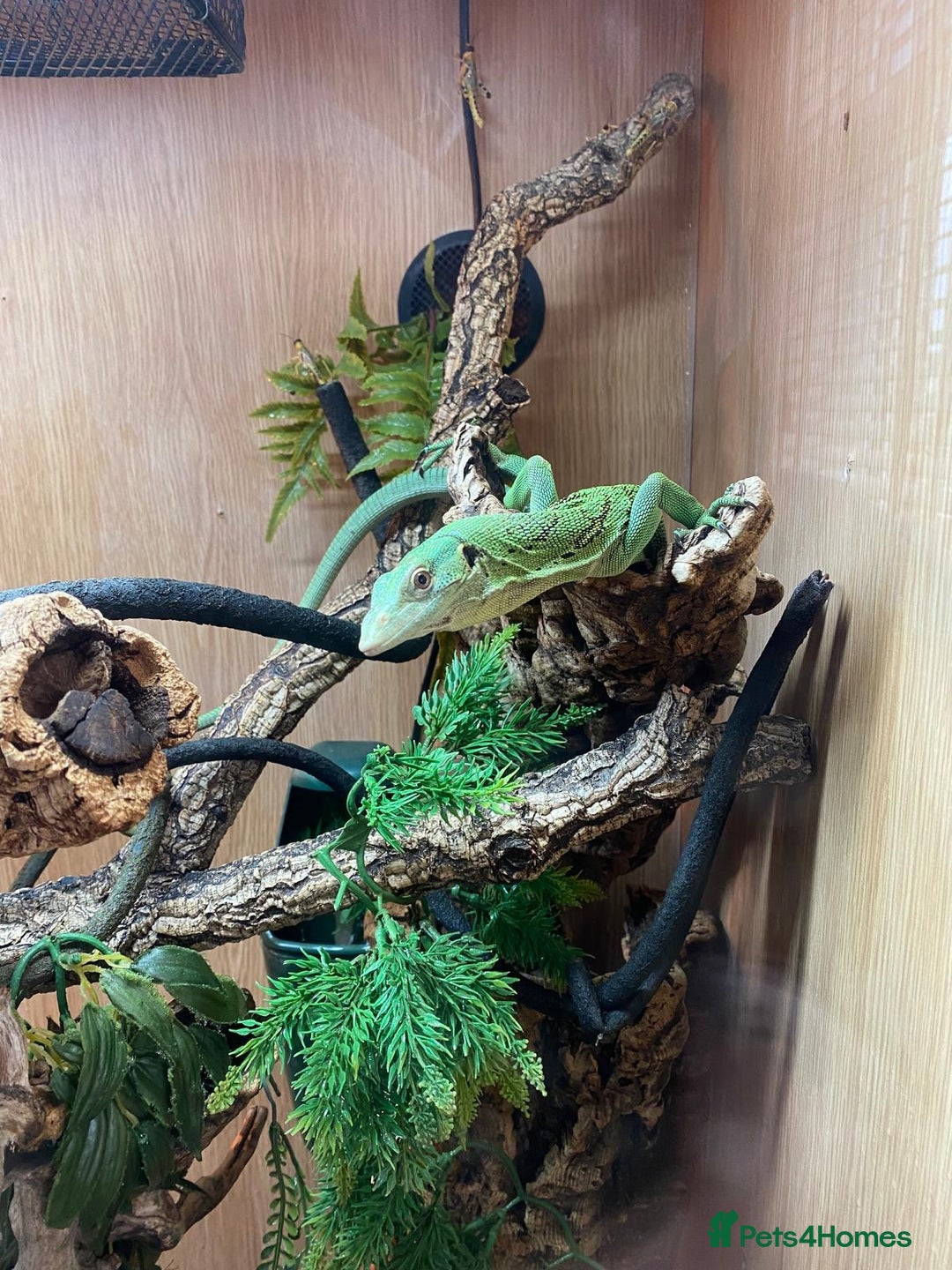 Monitor reptiles for sale: Green tree monitor  - Image 4