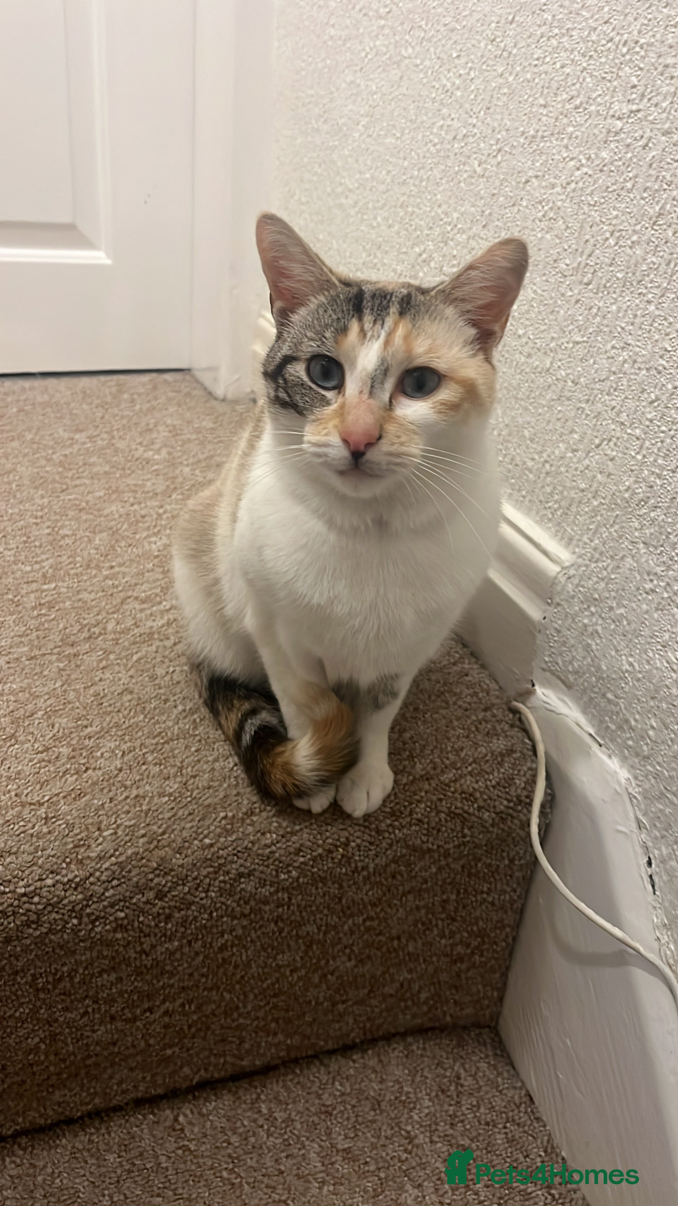 Mixed Breed cats 2 year old female cat  - Advert 1