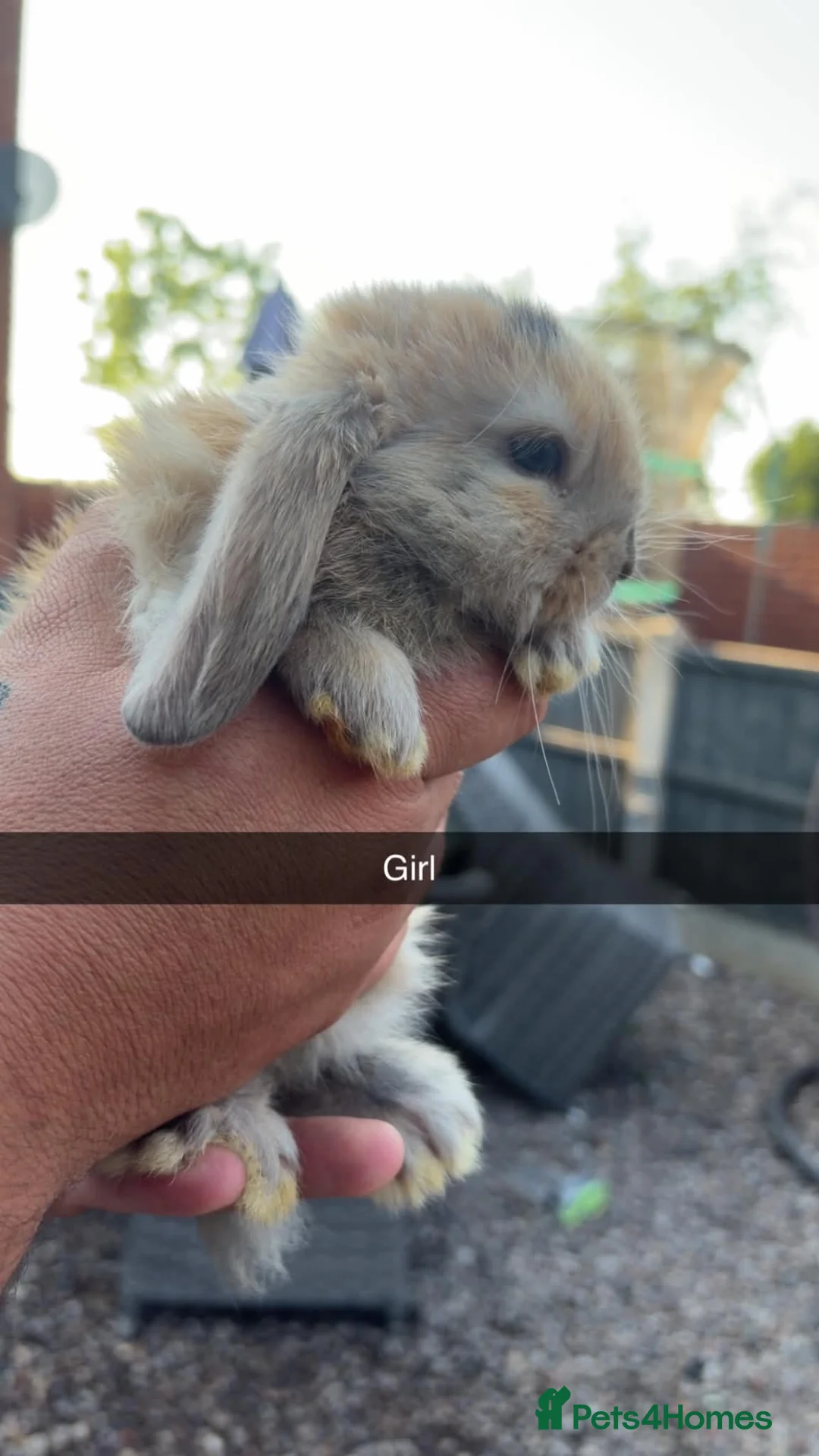 Mini Lop rabbits for sale: Beautiful mini lop babies - Advert 7