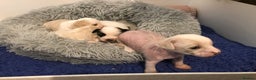 Chinese Crested dogs for sale: Chinese Crested puppies - Advert 18