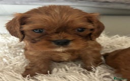 Cavalier King Charles Spaniel dogs for sale: Exquisite Cavalier King Charles puppies KC reg - Image 17
