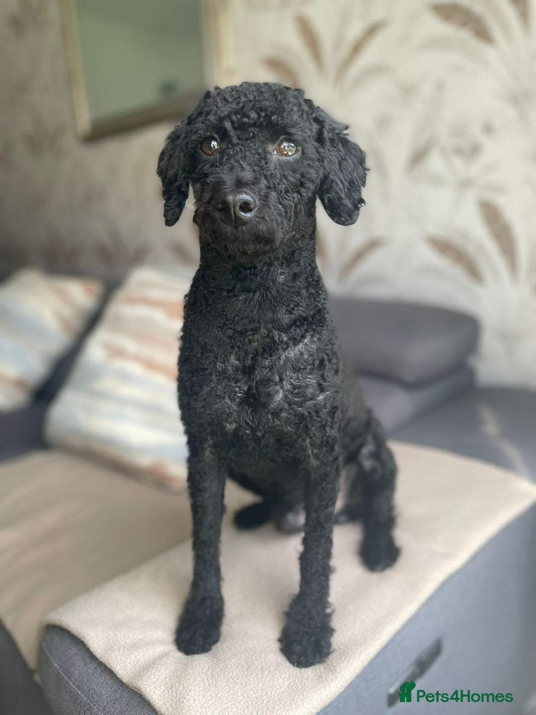 Toy Poodle dogs for sale: Toy Poodle  - Image 2