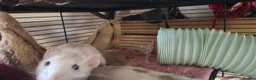Rat rodents for sale: 2 female rats in Warminster - Advert 3