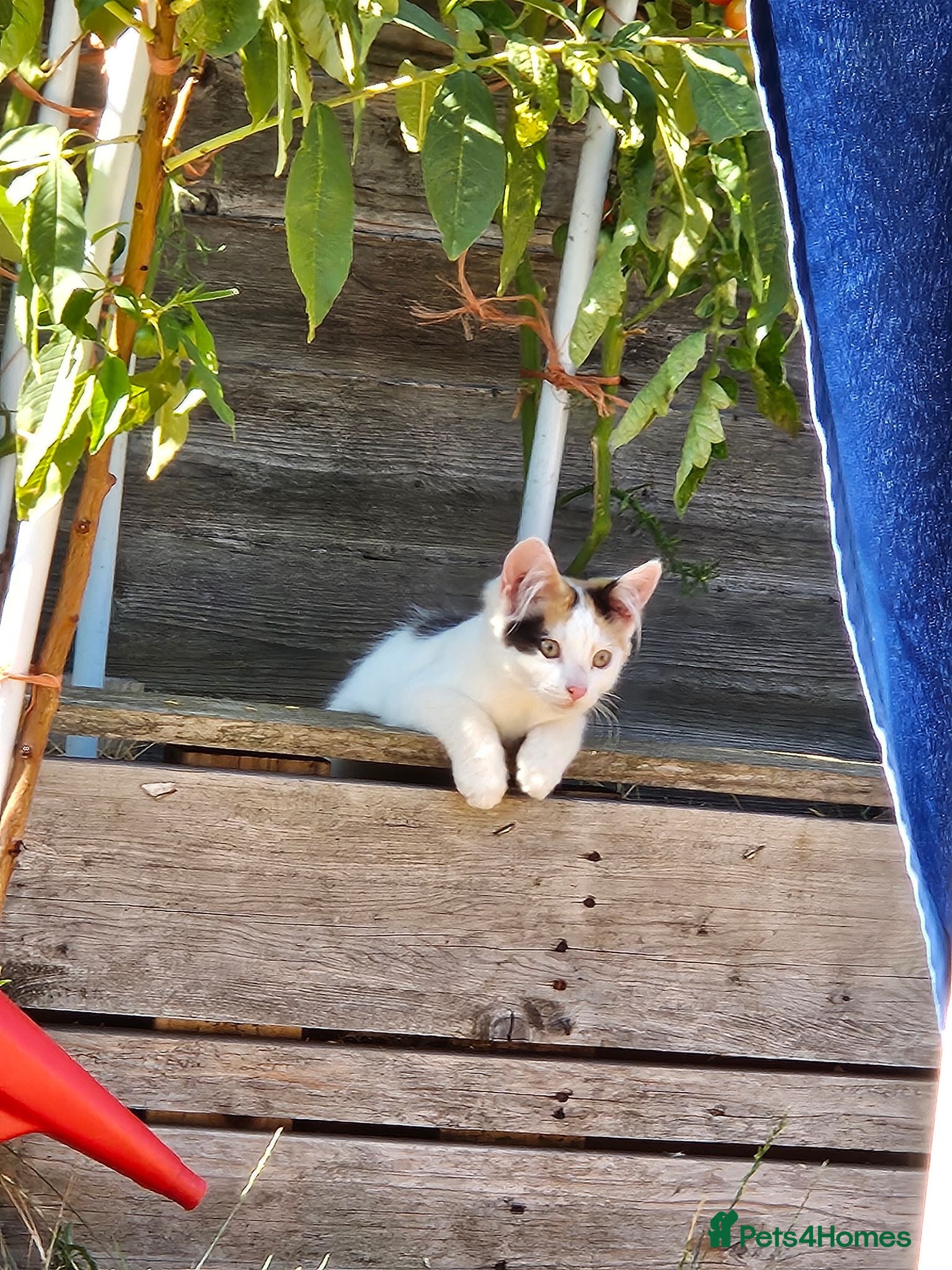 Mixed Breed cats Adorable Kittens ready for their forever homes - Advert 17