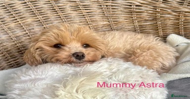Maltipoo dogs - Advert 12